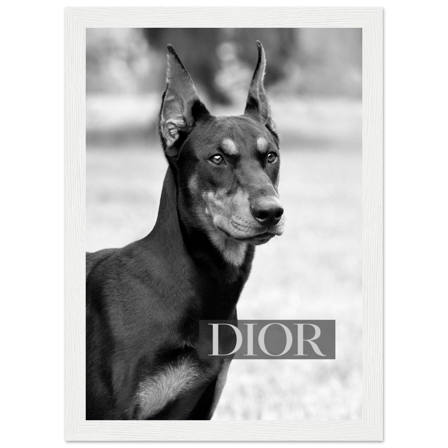 Dior - Black Doberman - Poster