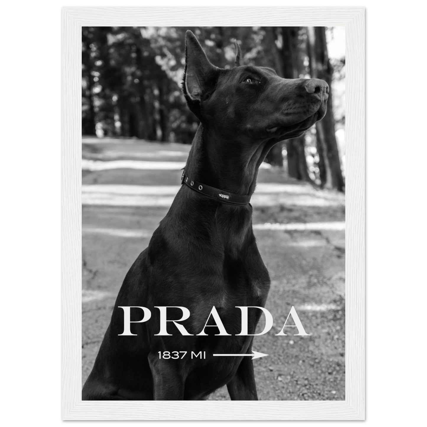 Prada - Doberman - Poster