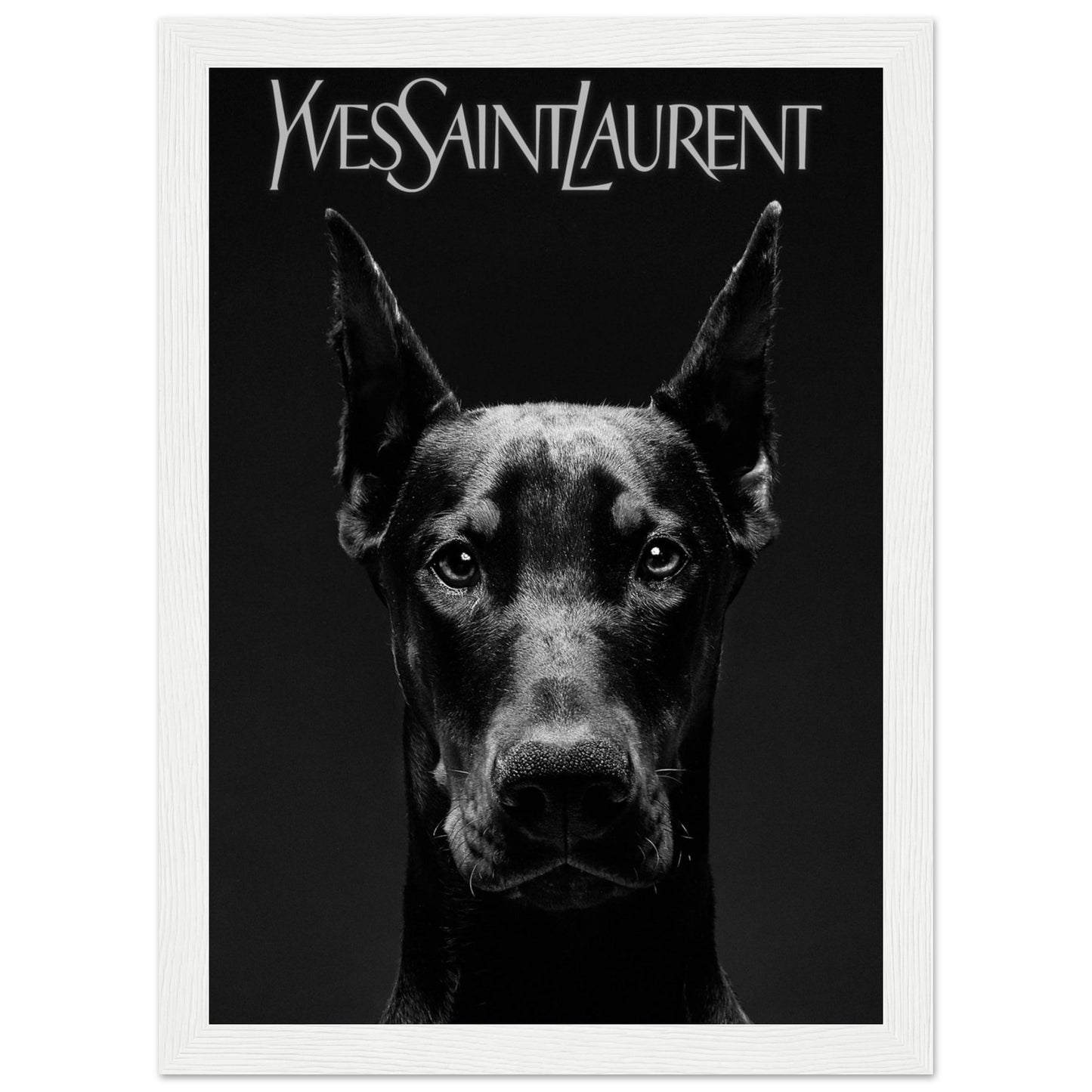 Doberman - Yves Saint Laurent