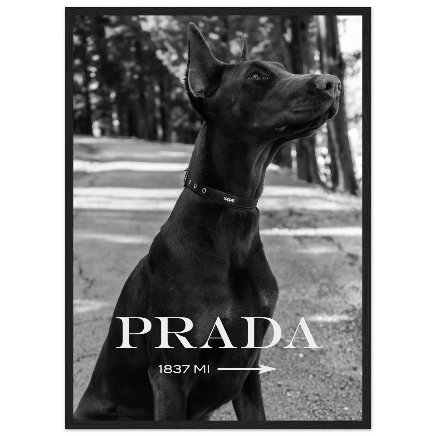 Prada - Dobermann - Poster