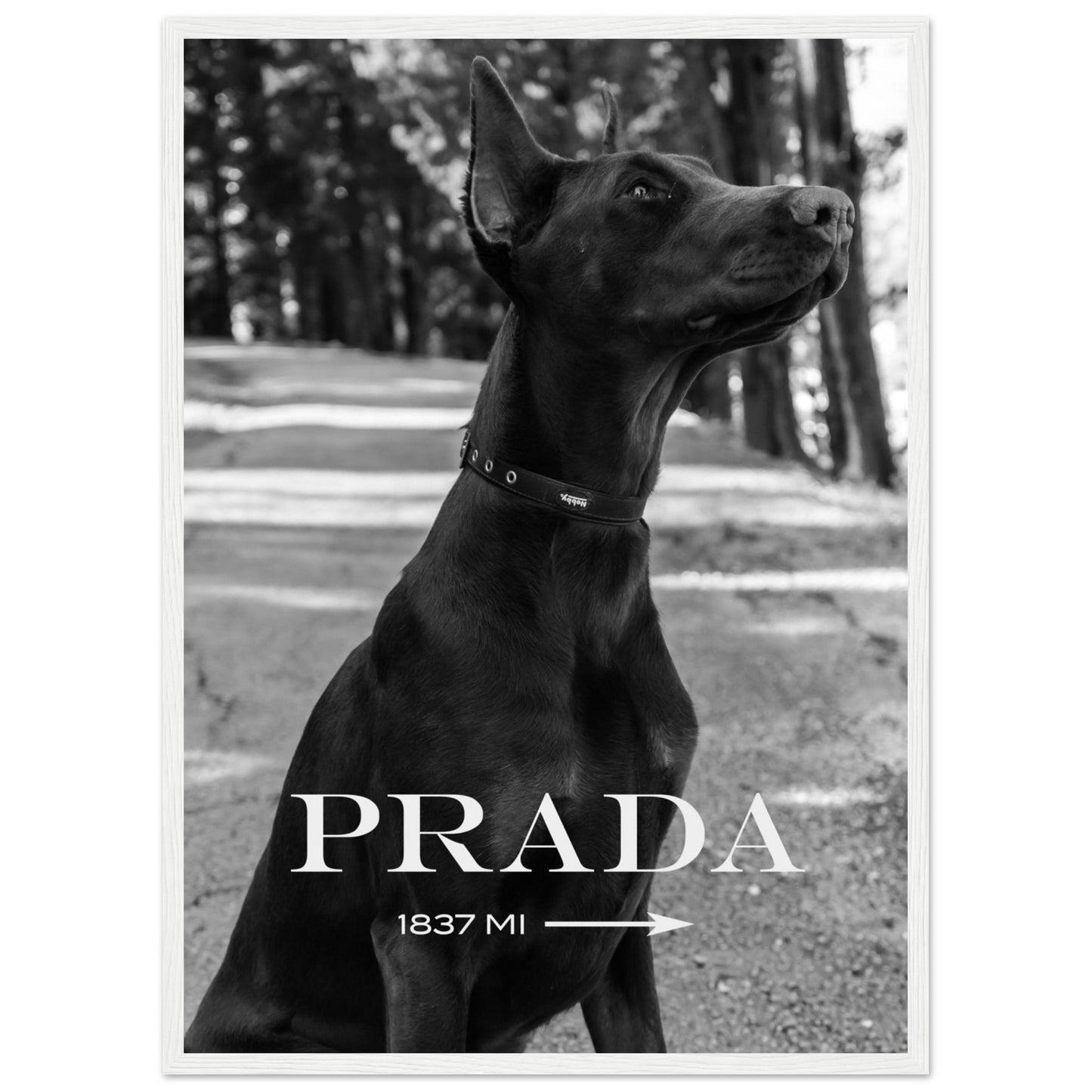 Prada - Dobermann - Poster