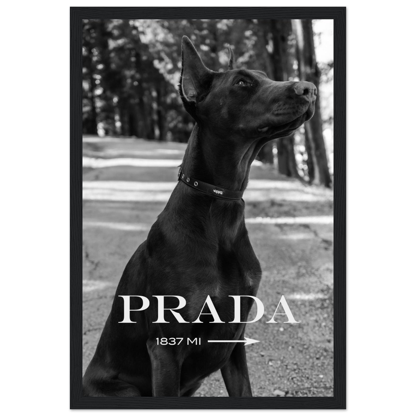 Prada - Dobermann - Poster