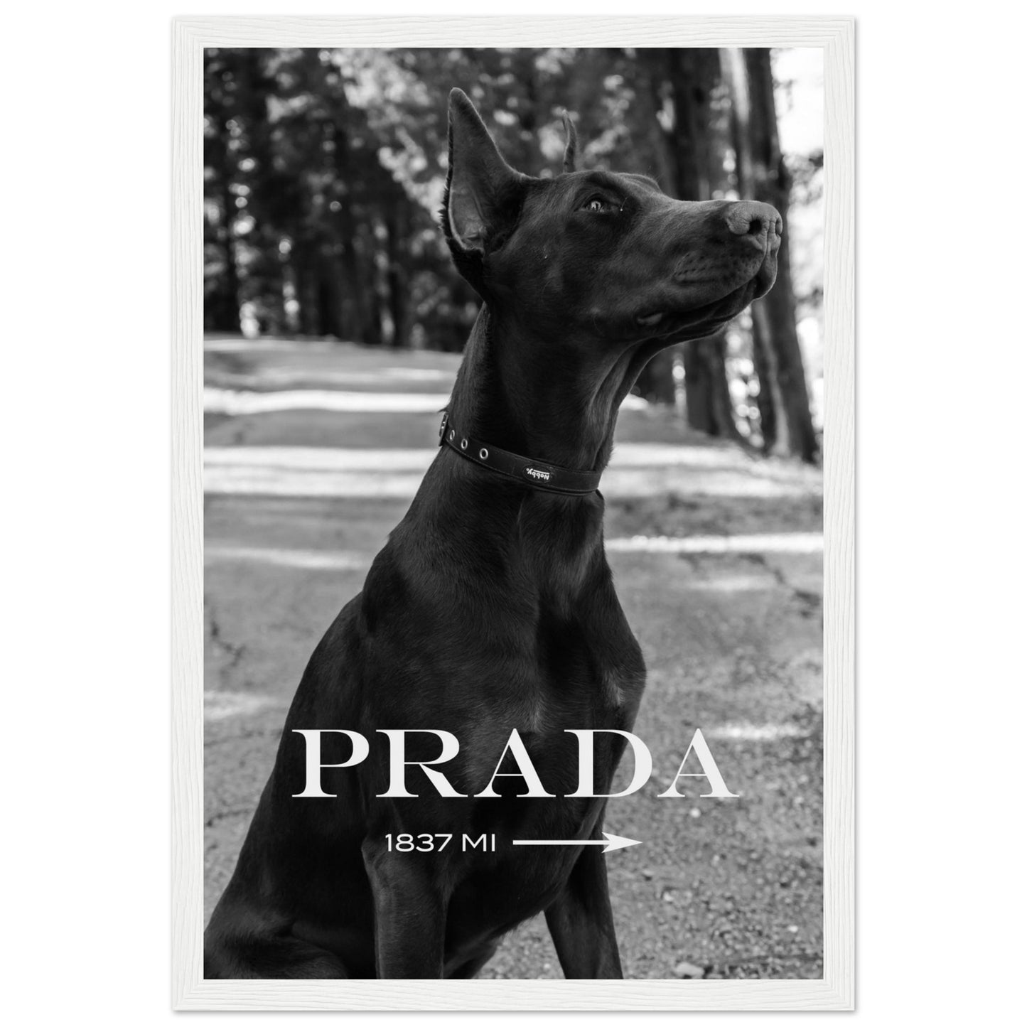 Prada - Dobermann - Poster