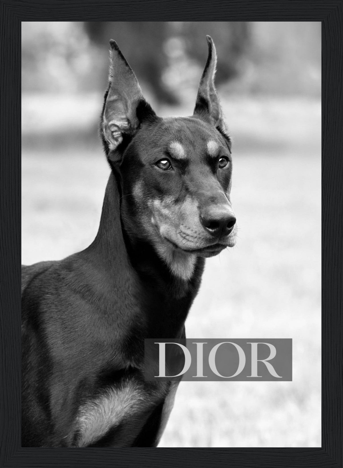 Dior - Black Doberman - Poster