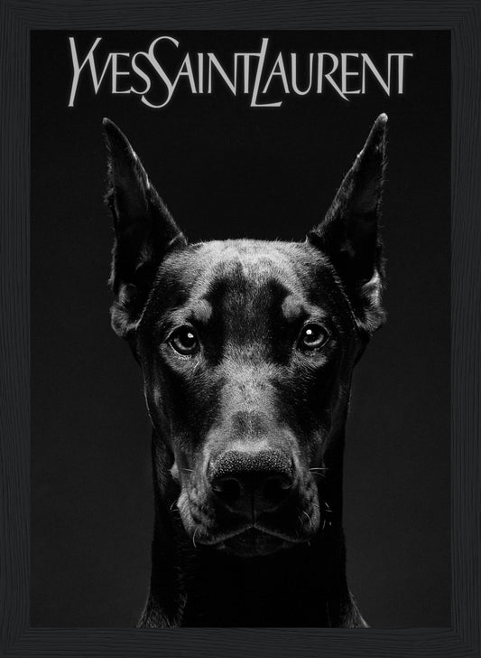 Doberman - Yves Saint Laurent