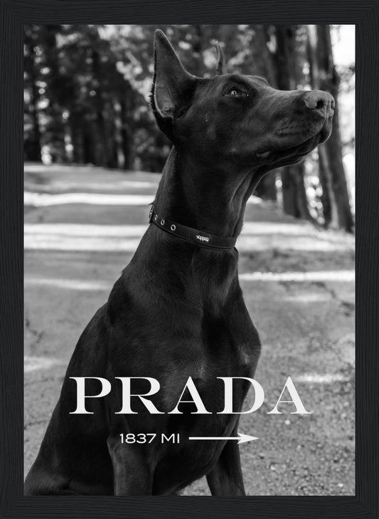 Prada - Doberman - Poster