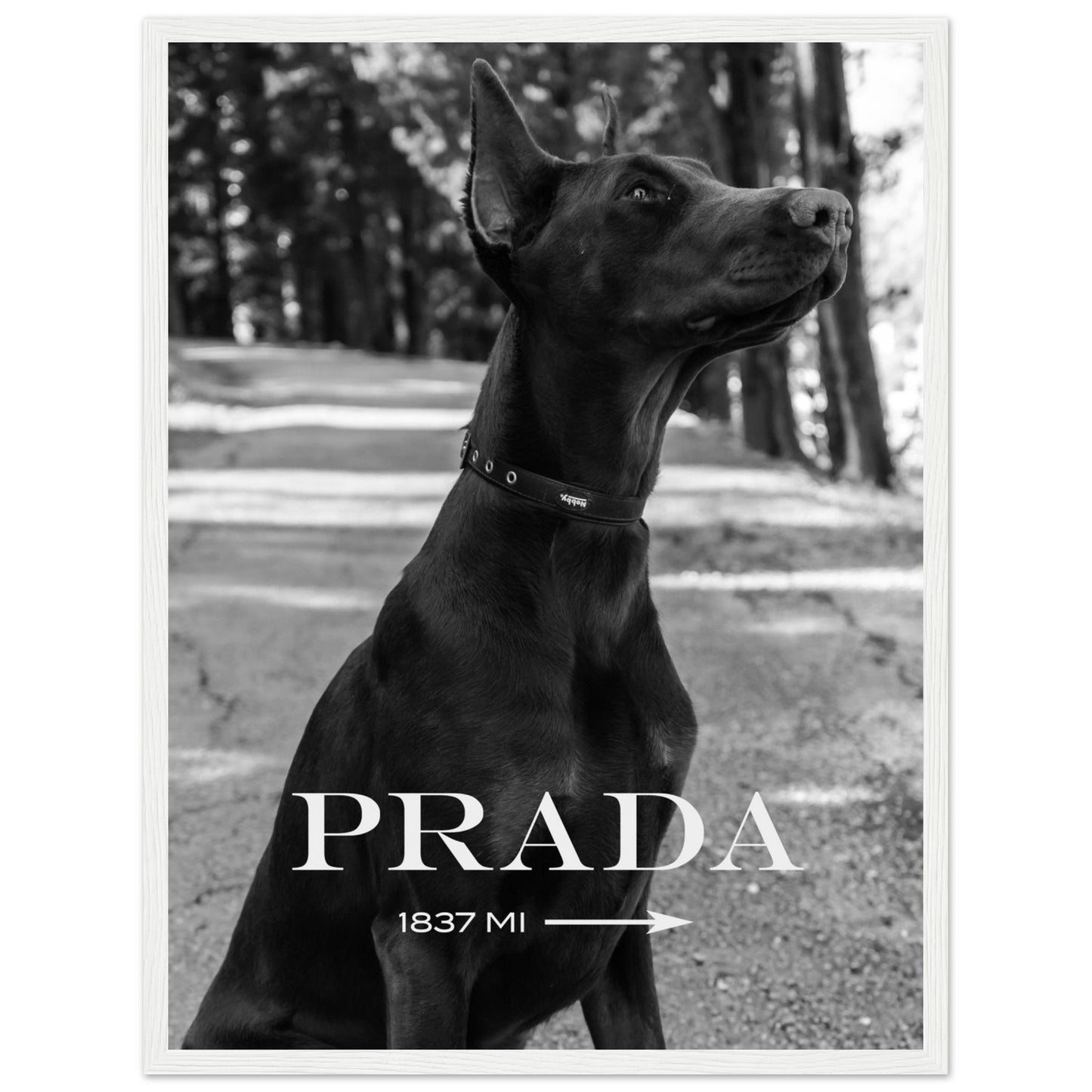 Prada - Dobermann - Poster